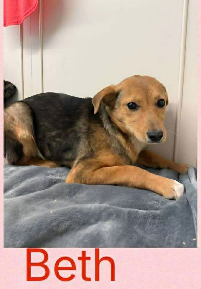 SISTERS : BETH JEAN - Beagle / Shepherd available for adoption