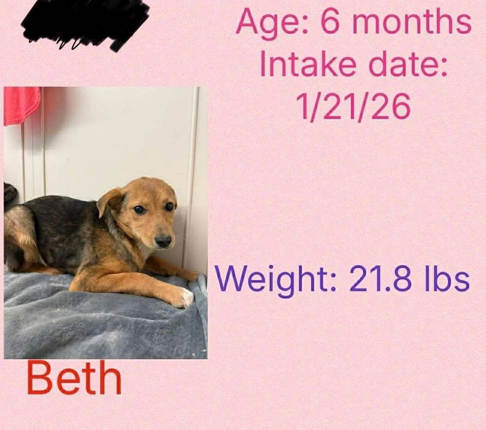 SISTERS : BETH JEAN - Beagle / Shepherd available for adoption