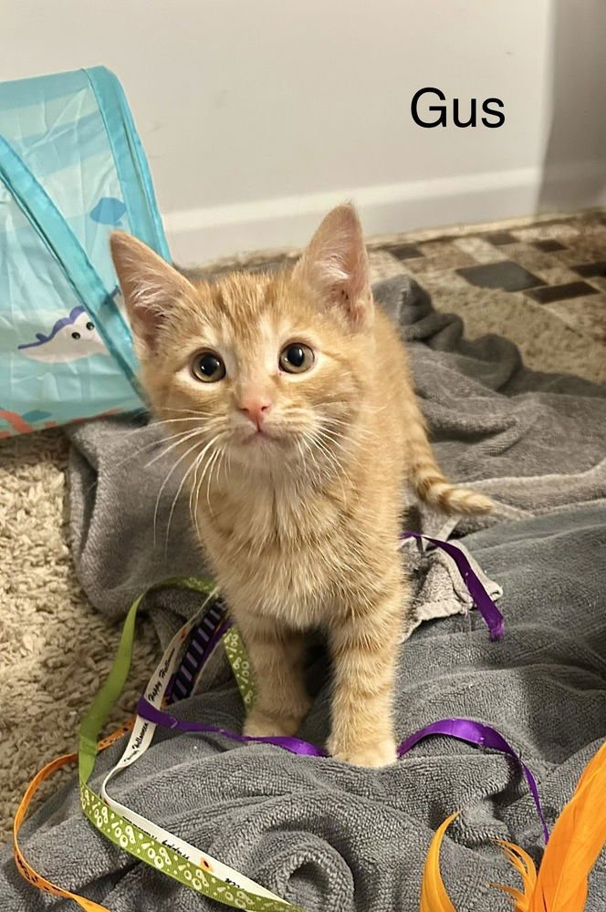 WONKA KITTIES : GUS - Domestic Short Hair available for adoption