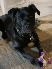 Z for : Zeus - Photo 1