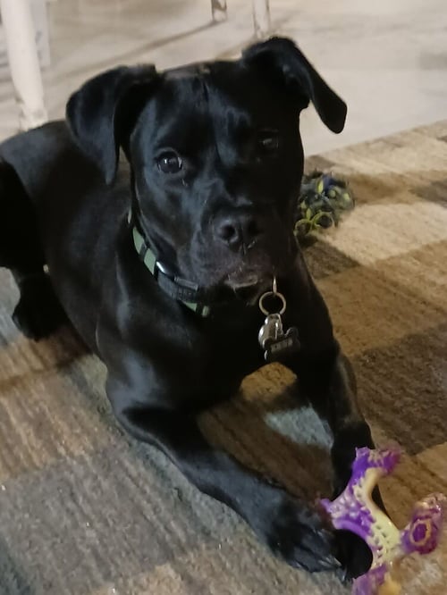 Z FOR : ZEUS - Labrador Retriever available for adoption