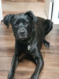 Z for : Zeus - Photo 2