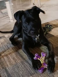 Z for : Zeus - Photo 3