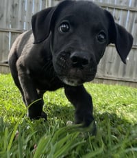 Z for : Zeus - Photo 4