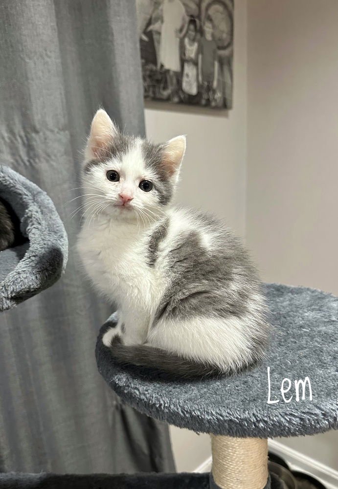 LEM KITTY - Domestic Short Hair available for adoption