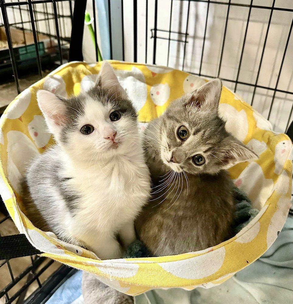 LEM KITTY - Domestic Short Hair available for adoption