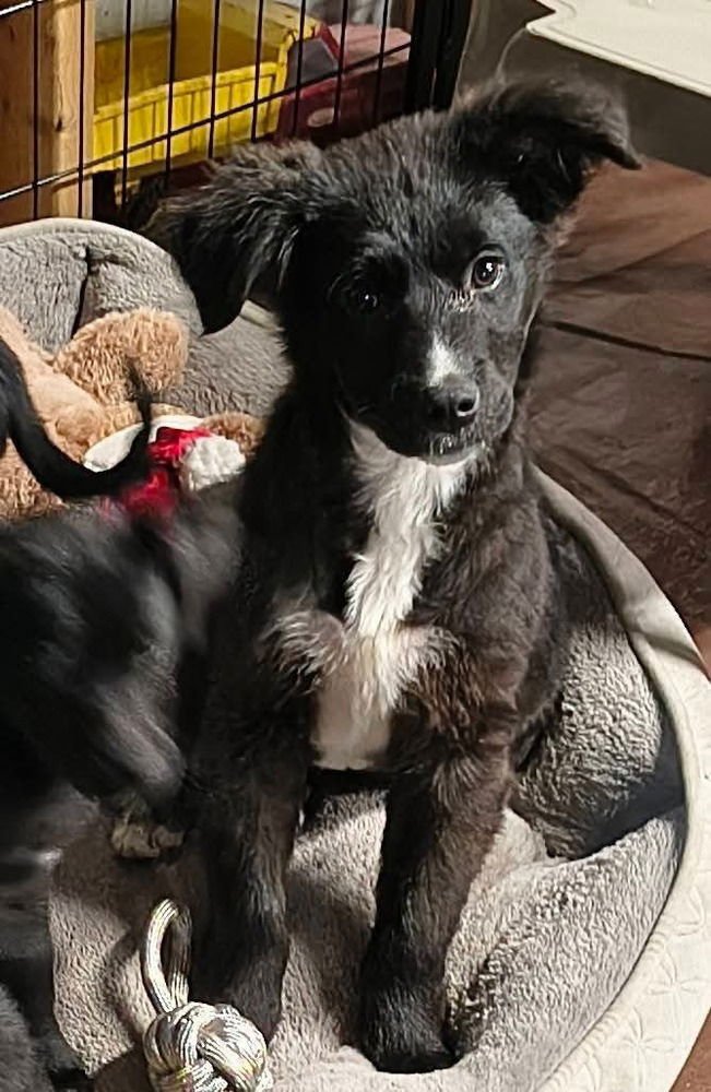 GARBAGE PAIL KIDS : CLIFF HANGER - Flat-coated Retriever / Border Collie available for adoption