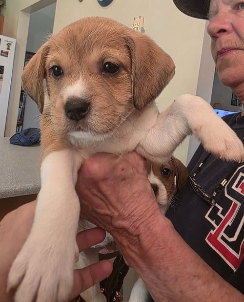 HORSING AROUND : WINNING CIRCLE - Terrier / Beagle for adoption in Cincinnati