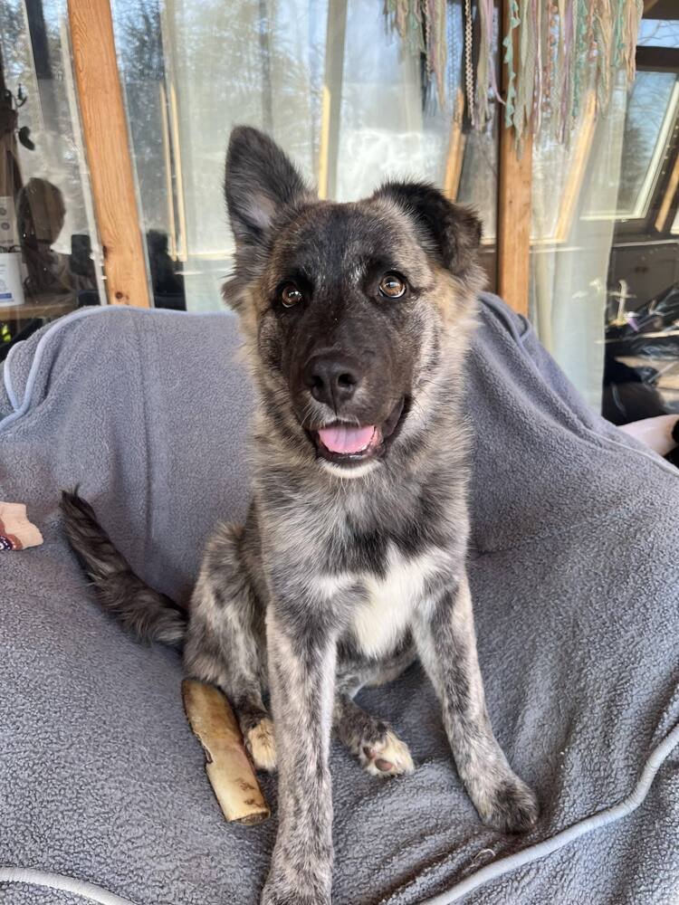 ODIN - Dutch Shepherd / German Shepherd Dog available for adoption
