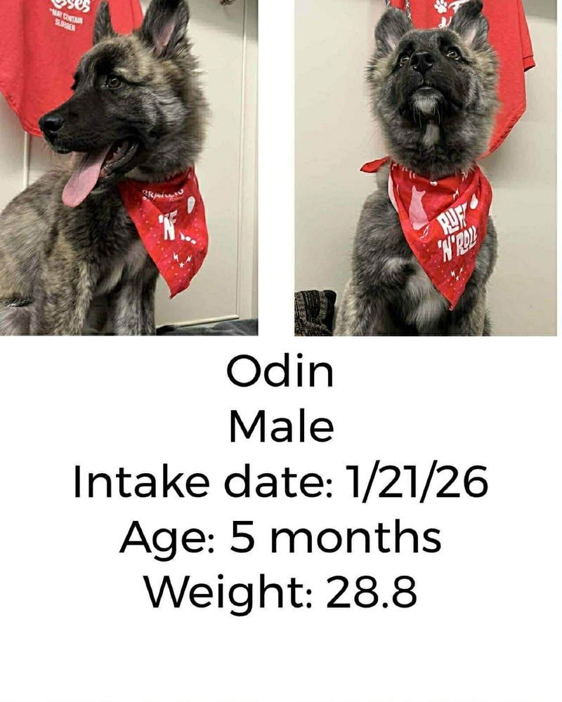 ODIN - Dutch Shepherd / German Shepherd Dog available for adoption