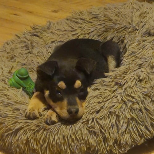 DENNY - German Shepherd Dog / Rottweiler available for adoption