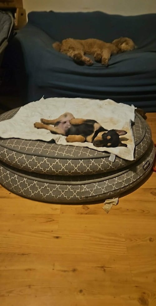 DENNY - German Shepherd Dog / Rottweiler available for adoption