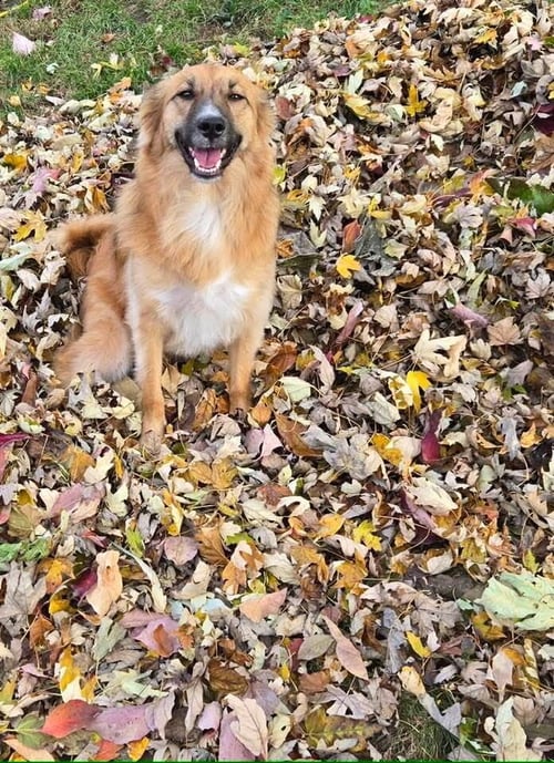 SHADOW & BONE : ZOYA - Corgi / Pomeranian available for adoption