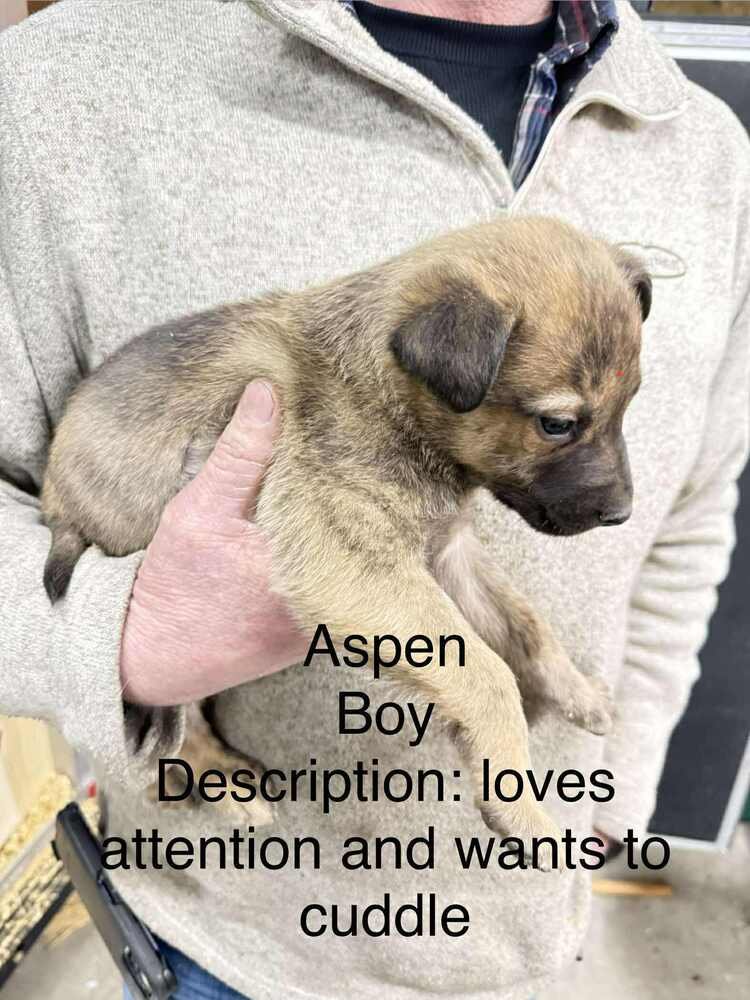 ARTIC PAWS : ASPEN - German Shepherd Dog / Husky available for adoption
