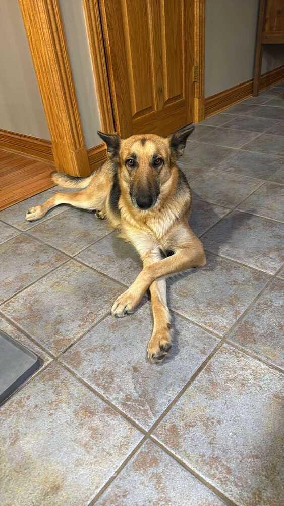 Artic Paws : Aspen - Photo 3