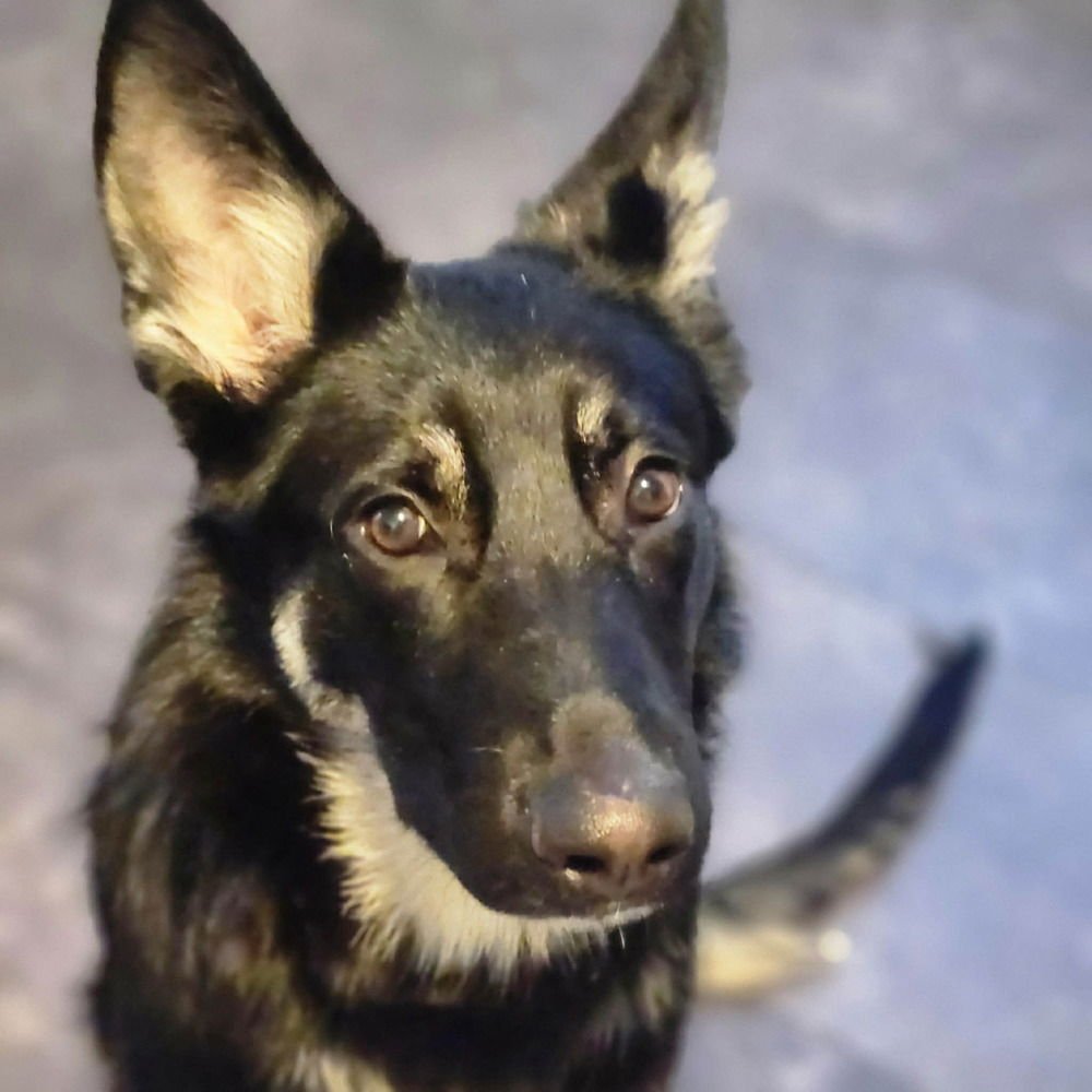 ARIES - German Shepherd Dog available for adoption