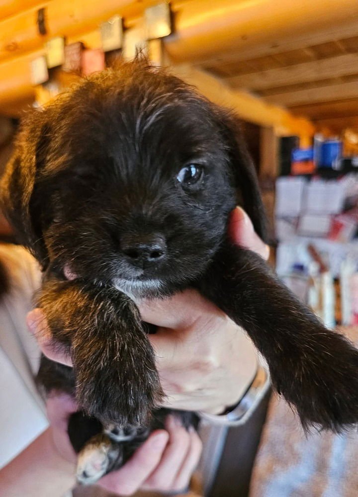 NATURE CREW : RAIN - Beagle / Dachshund available for adoption