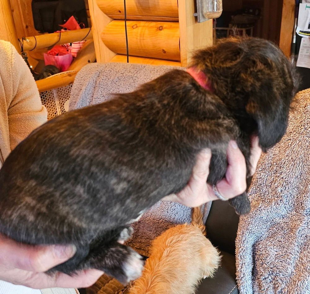 NATURE CREW : RAIN - Beagle / Dachshund available for adoption