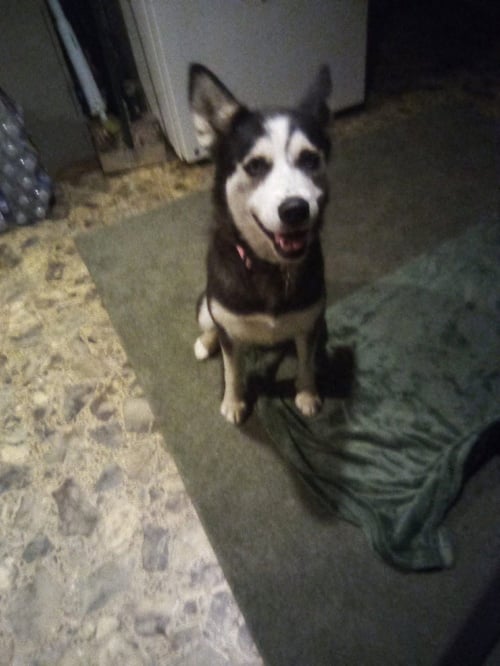 MILEY - Husky available for adoption