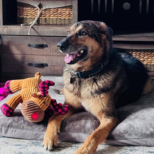 MISTER BEAN - German Shepherd Dog / Australian Shepherd available for adoption