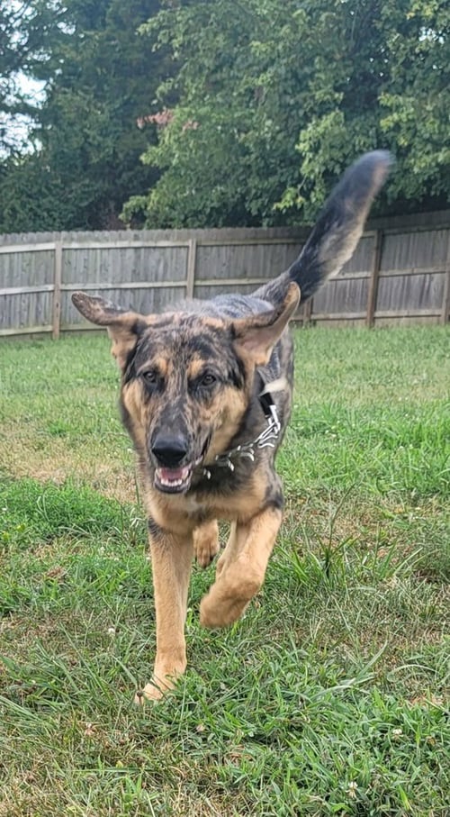 MISTER BEAN - German Shepherd Dog / Australian Shepherd available for adoption