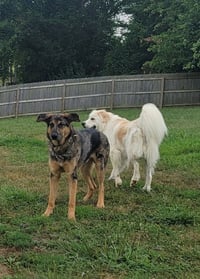 Mister Bean - Photo 4