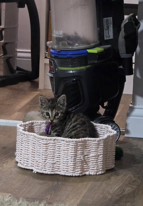 BON JOVI : PRAYER - Domestic Short Hair available for adoption