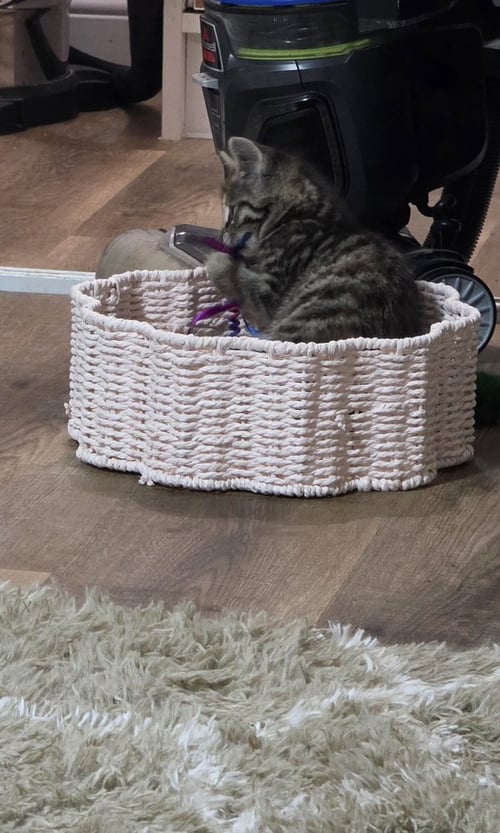 BON JOVI : PRAYER - Domestic Short Hair available for adoption