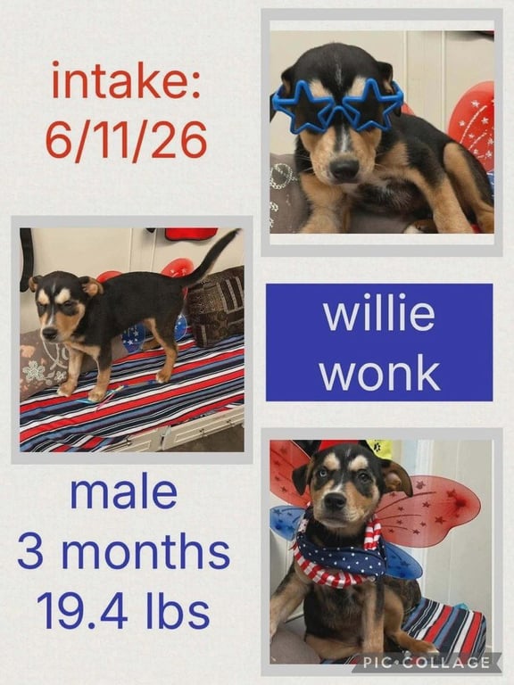 Willie Wonk Image