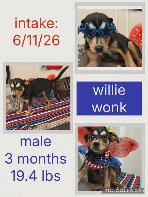 WILLIE WONK - Shepherd / Terrier for adoption in Cincinnati
