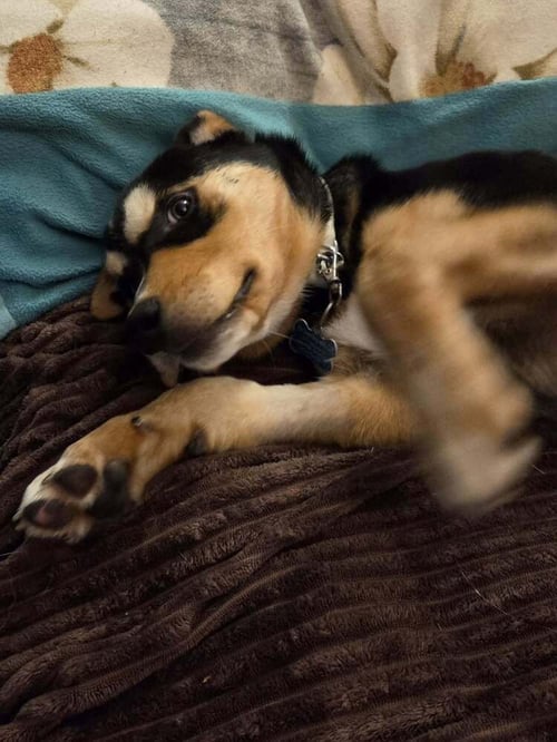 WILLIE WONK - Rottweiler / Husky available for adoption