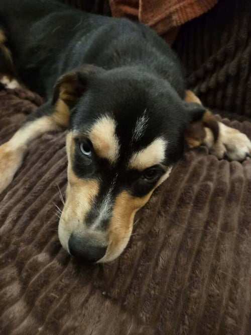 WILLIE WONK - Rottweiler / Husky available for adoption