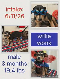 Willie Wonk - Photo 3