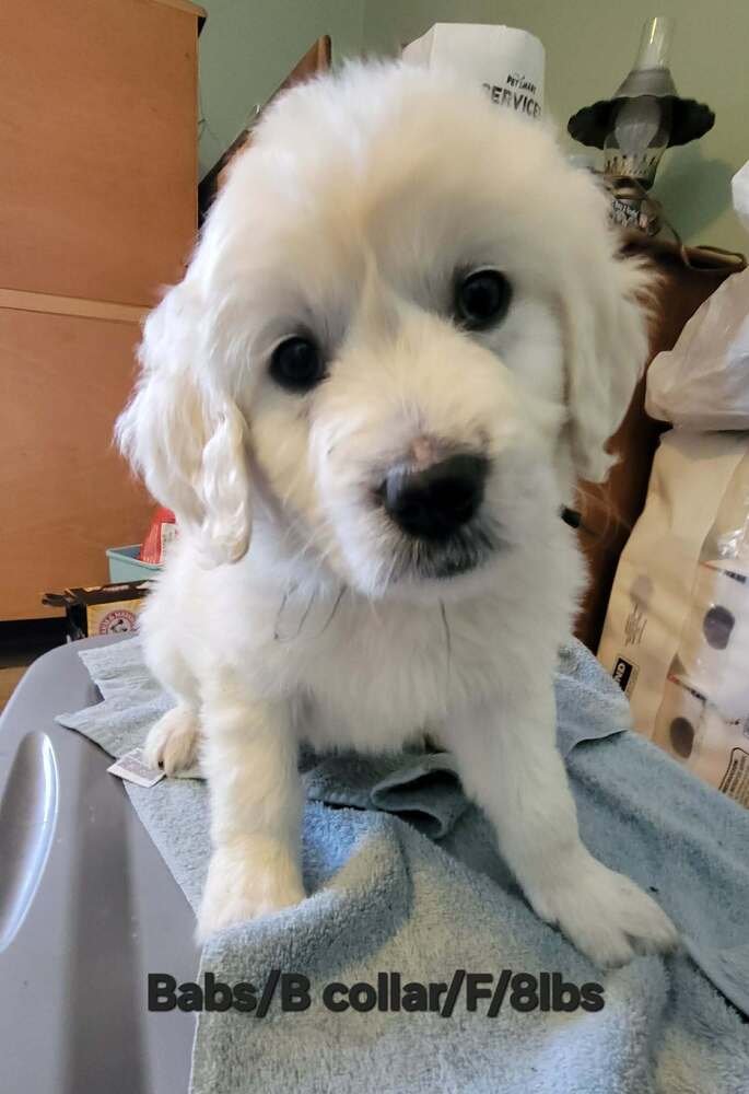 LOONEY TUNES : BABS - Great Pyrenees available for adoption