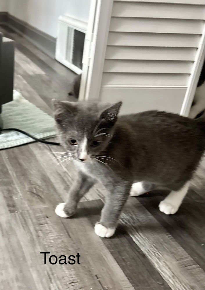 CEREAL KITTY : TOAST CRUNCH - Domestic Short Hair available for adoption