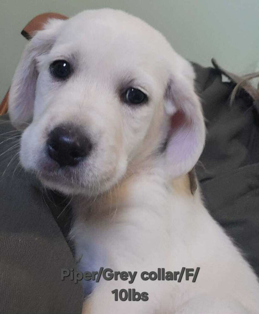 LOONEY TUNES : PIPER - Great Pyrenees available for adoption
