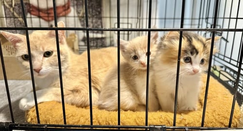 GEM KITTY : TOPAZ - Domestic Short Hair available for adoption