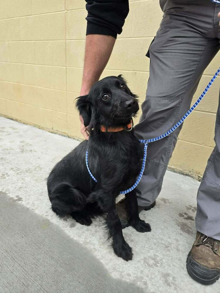 MAGGIE LOVE - Retriever available for adoption