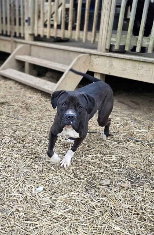 CD WILLOW GIRL - Boxer / Labrador Retriever available for adoption