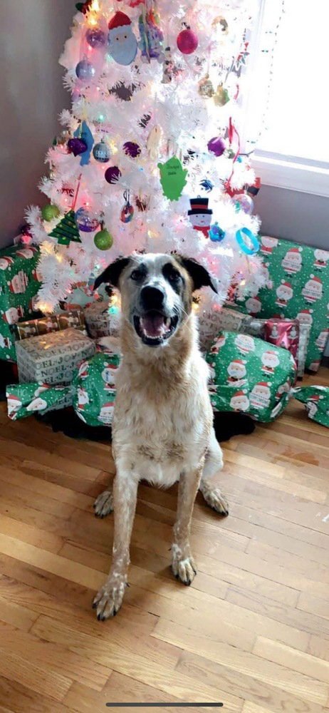 MILO MAN - Australian Cattle Dog/Blue Heeler available for adoption