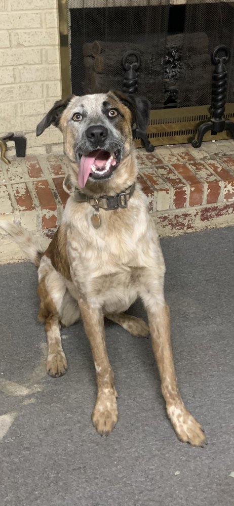 MILO MAN - Australian Cattle Dog/Blue Heeler available for adoption