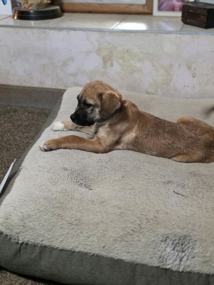 PUDDIN - Great Pyrenees / Pit Bull Terrier available for adoption