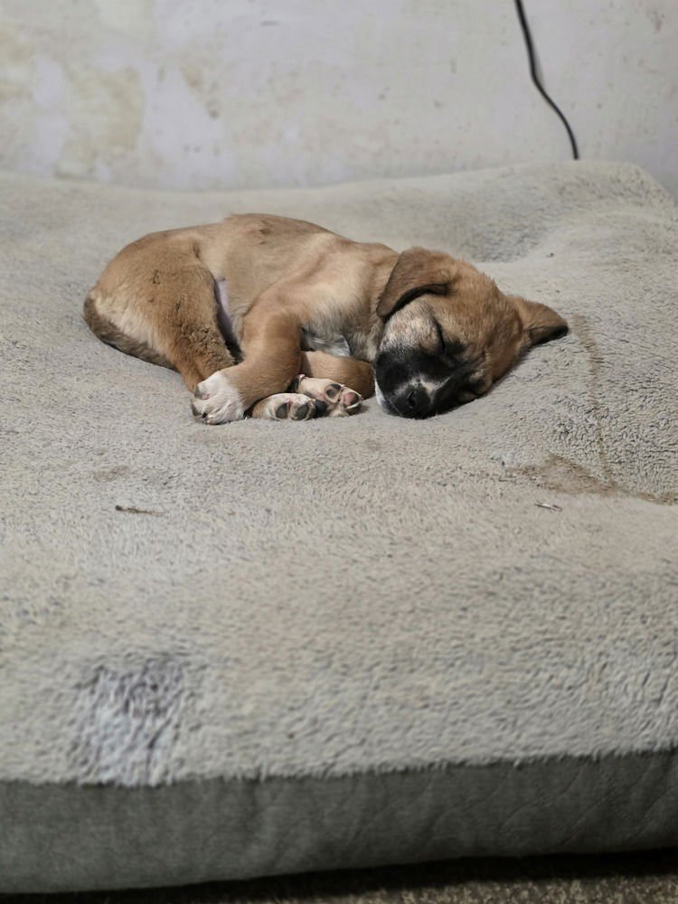 PUDDIN - Great Pyrenees / Pit Bull Terrier available for adoption