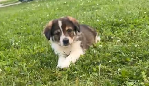 ICE AGE CREW : PEACHES - Saint Bernard / Spaniel available for adoption
