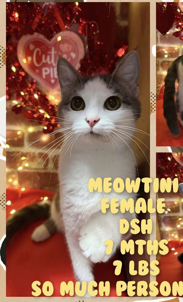 MEOWTINI - Domestic Short Hair available for adoption