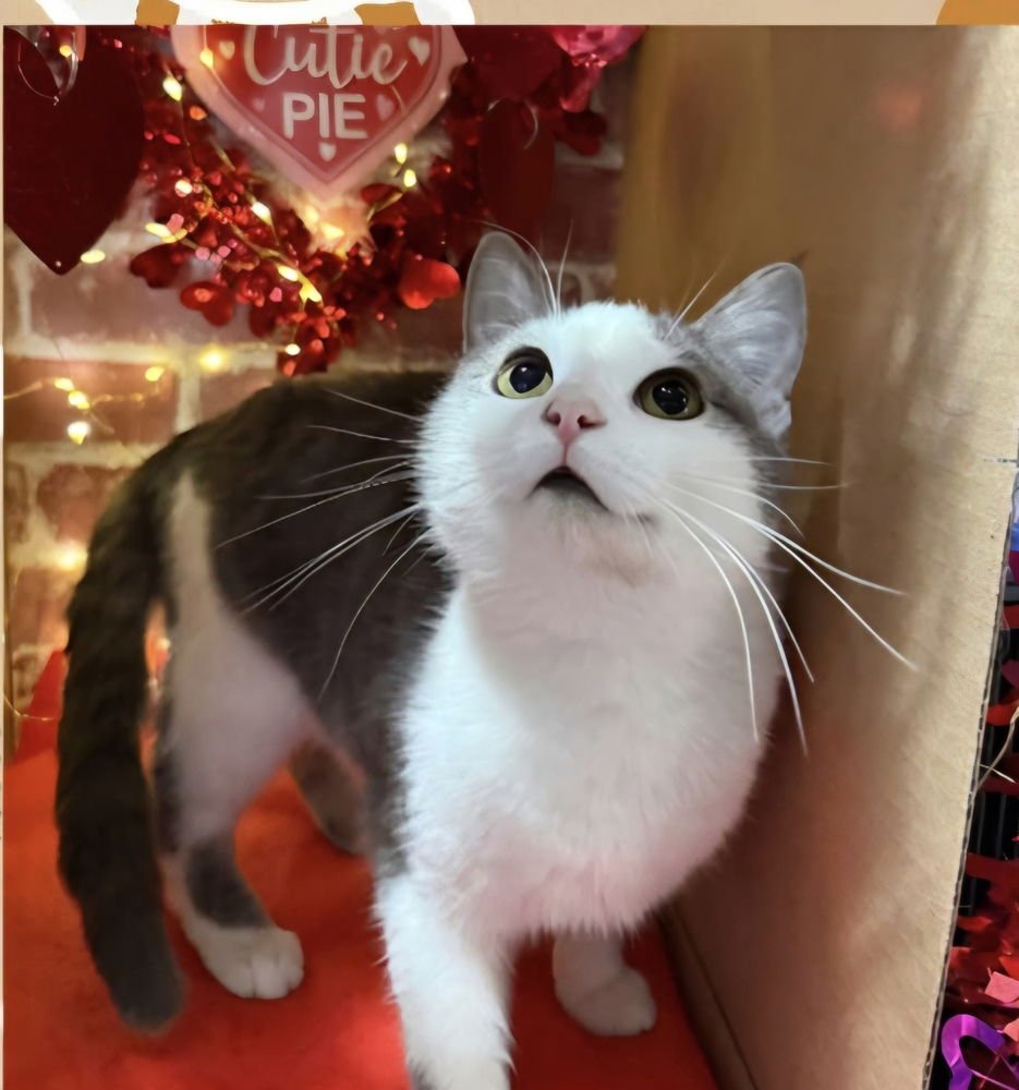 MEOWTINI - Domestic Short Hair available for adoption