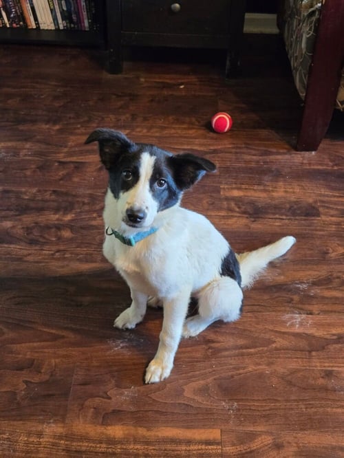 BORDOOS :  ASTER - Labrador Retriever / Border Collie available for adoption