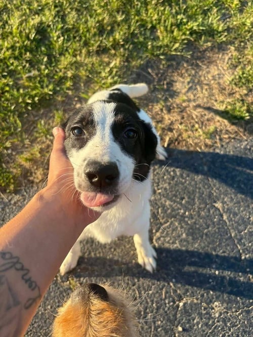 BORDOOS :  ASTER - Labrador Retriever / Border Collie available for adoption