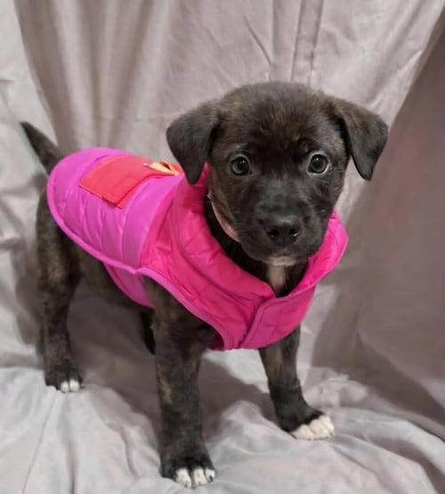 SRV PALAU : CARYN - Boxer / Beagle available for adoption