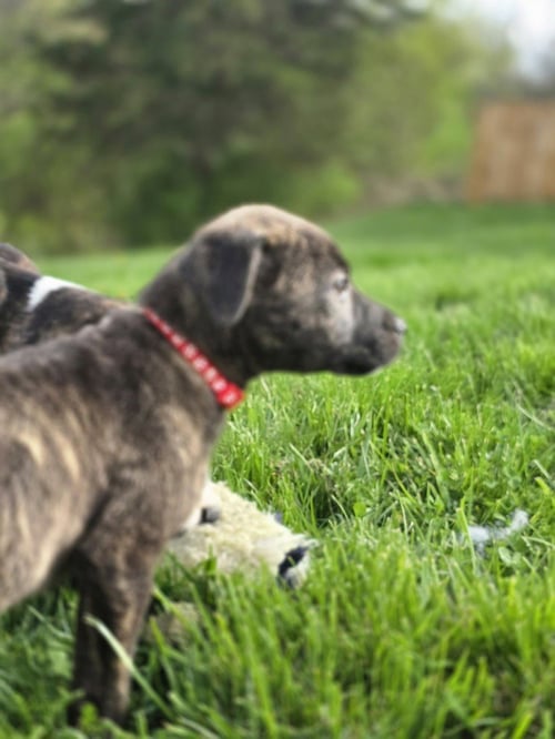 SRV PALAU : CARYN - Boxer / Beagle available for adoption